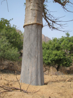 01 Tronc Du Baobab